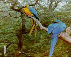 Florida - Miami 1987