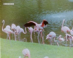 Florida - Miami 1987