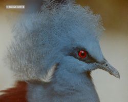 Florida - Miami 1987