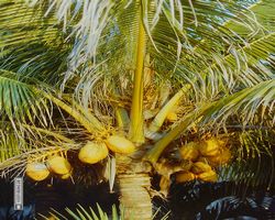 Florida - Miami 1987