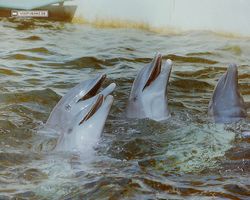 Florida - Miami 1987