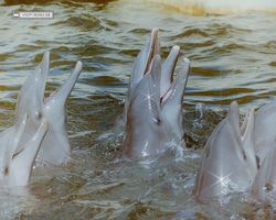 Florida - Miami 1987