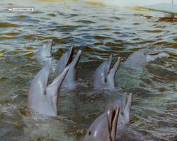 Florida - Miami 1987