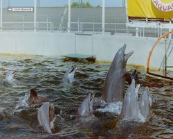 Florida - Miami 1987