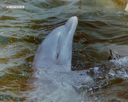 Florida - Miami 1987