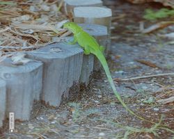 Florida - Miami 1987