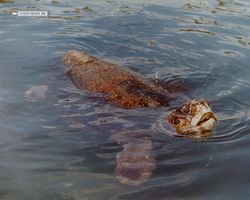 Florida - Miami 1987