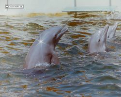 Florida - Miami 1987