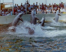 Florida - Miami 1987