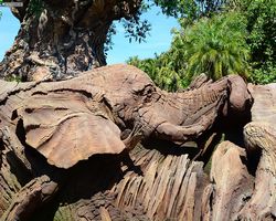 Florida - Orlando - Animal Kingdom