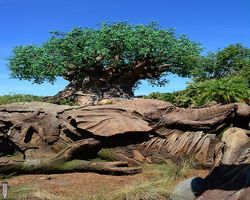 Florida - Orlando - Animal Kingdom