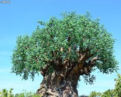 Florida - Orlando - Animal Kingdom