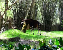 Florida - Orlando - Animal Kingdom