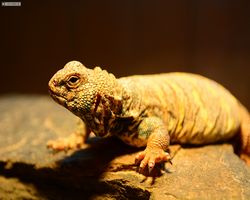 Florida - Orlando - Animal Kingdom