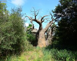 Florida - Orlando - Animal Kingdom