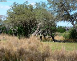 Florida - Orlando - Animal Kingdom