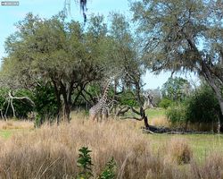Florida - Orlando - Animal Kingdom