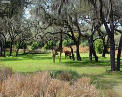 Florida - Orlando - Animal Kingdom