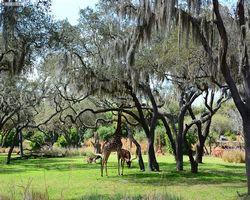 Florida - Orlando - Animal Kingdom