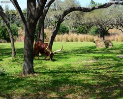 Florida - Orlando - Animal Kingdom
