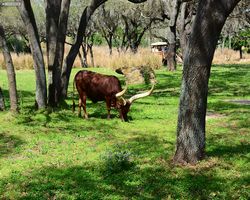 Florida - Orlando - Animal Kingdom