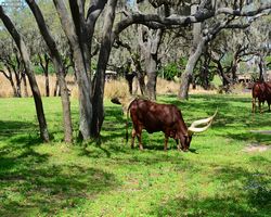Florida - Orlando - Animal Kingdom