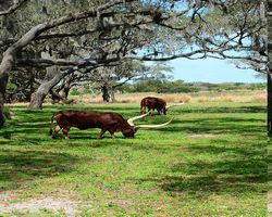 Florida - Orlando - Animal Kingdom