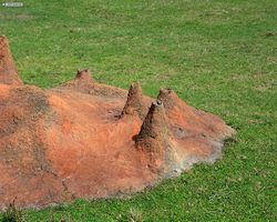 Florida - Orlando - Animal Kingdom