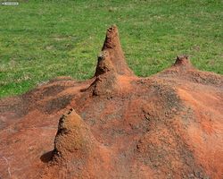 Florida - Orlando - Animal Kingdom