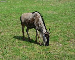 Florida - Orlando - Animal Kingdom
