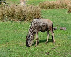 Florida - Orlando - Animal Kingdom