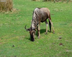 Florida - Orlando - Animal Kingdom