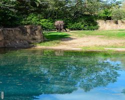 Florida - Orlando - Animal Kingdom