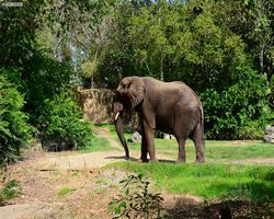 Florida - Orlando - Animal Kingdom