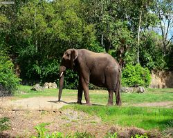 Florida - Orlando - Animal Kingdom