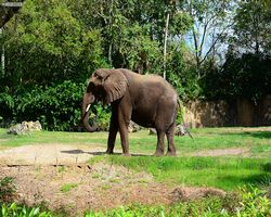 Florida - Orlando - Animal Kingdom