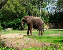 Florida - Orlando - Animal Kingdom