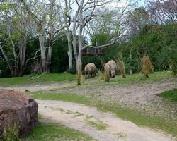 Florida - Orlando - Animal Kingdom