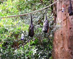 Florida - Orlando - Animal Kingdom