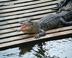 Florida - Orlando - Gatorland