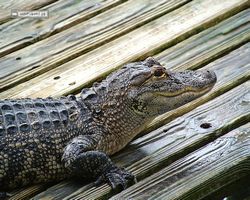 Florida - Orlando - Gatorland