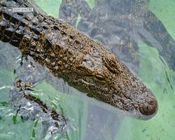 Florida - Orlando - Gatorland