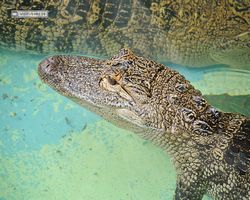 Florida - Orlando - Gatorland
