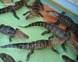 Florida - Orlando - Gatorland