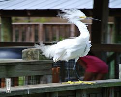 Florida - Orlando - Gatorland