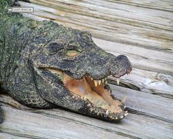 Florida - Orlando - Gatorland