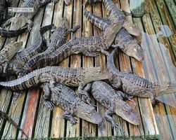 Florida - Orlando - Gatorland