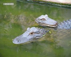 Florida - Orlando - Gatorland