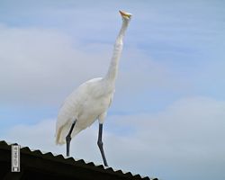 Florida - Orlando - Gatorland