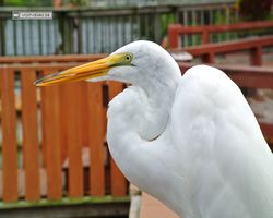 Florida - Orlando - Gatorland